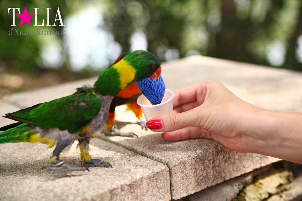 Кормление попугаев в сафари-парке Страна Львов, Майами, Флорида